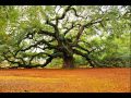 Local Trees Krema Diaz B Wild