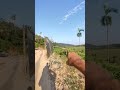 India Bangladesh Border Zero Line Indiabangladeshborder Zeroline