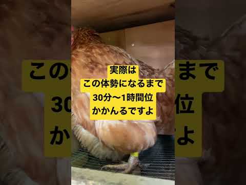 4つの簡単なステップで冬に鶏に卵を産ませるにはどうすればよいですか?  庭園