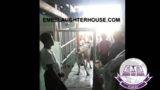 LIVE cattle Gross weight Scale System for Cow slaughterhouse line BY EME abattoir equipment factory