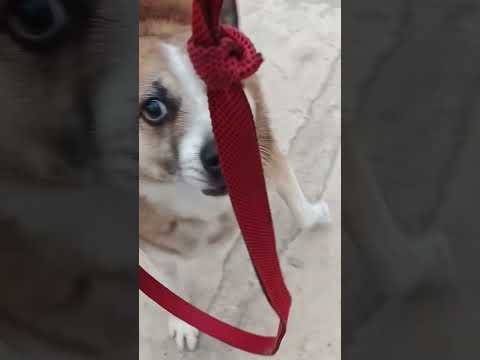 #funny #cute #animals #doglover #dogs #dog #dogstagram #dogoftheday #doglife#shorts