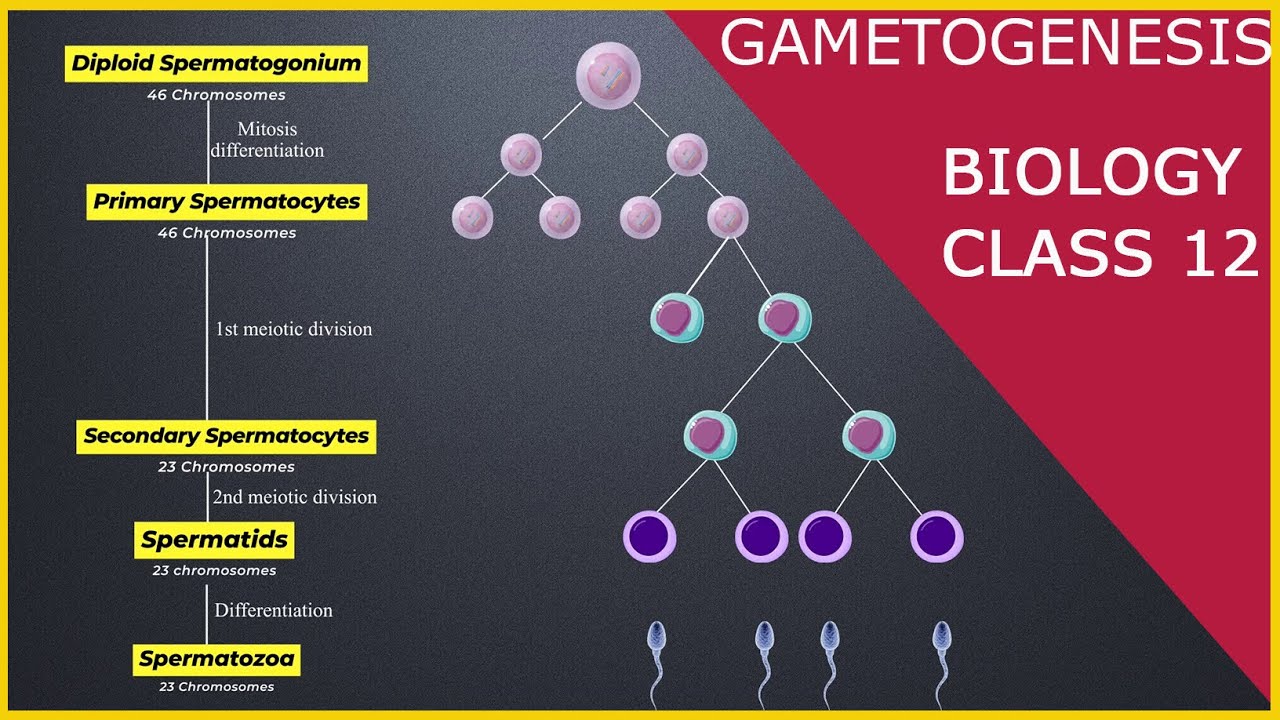 GAMETOGENESIS | Human Reproduction | Class 12