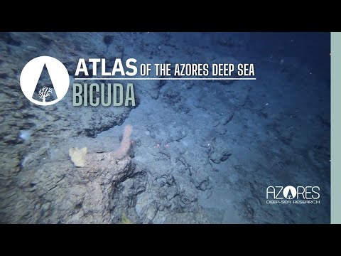 Bicuda seamount | ATLAS of the Azores deep sea