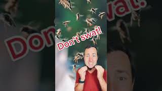 How to Survive Killer Bees #shorts