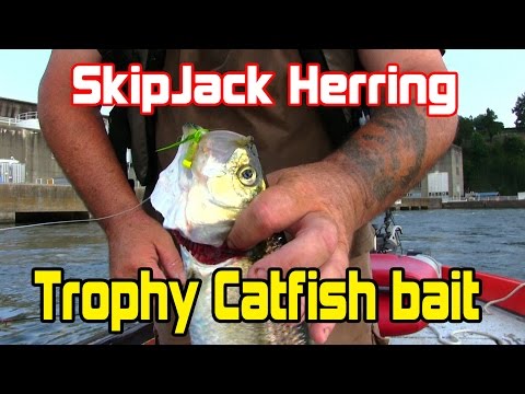 Catch and prepare skipjack for freezing and storing