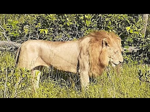 Birmingham male Nhenha vs Plains camp males today ( New )