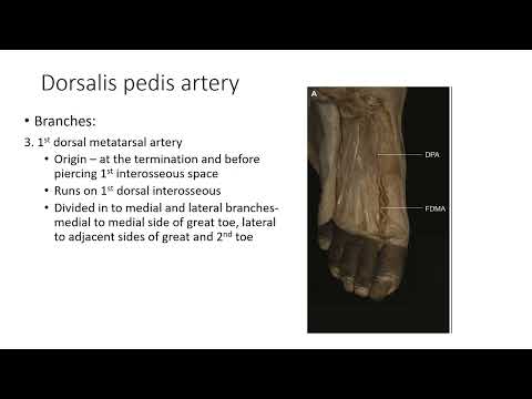 DORSALIS PEDIS ARTERY BY Prof. V Subhadra Devi