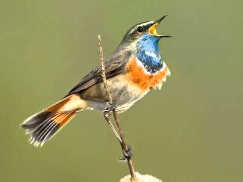 Václav Trojan   Císařův slavík