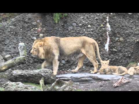Lion stories: A lesson for Radja - Zoo Zürich