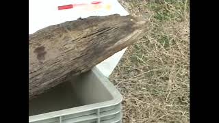 玉櫛遺跡 現地説明会(平成18年度)