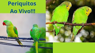 Periquitos Ao Vivo!!!!
