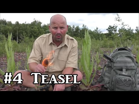 Teasel - Plant Identification, Uses and Folklore - YouTube