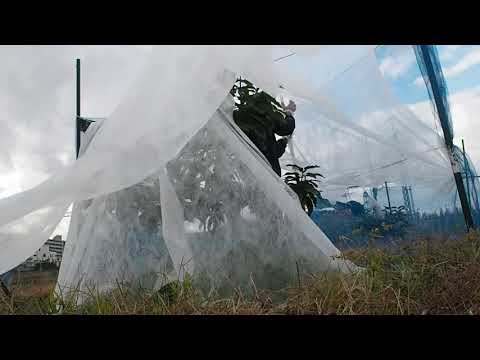 アボカドの木は霜を恐れますか?この植物を冬に適切に保つにはどうすればよいですか？寒さから守る4つのポイント  庭園