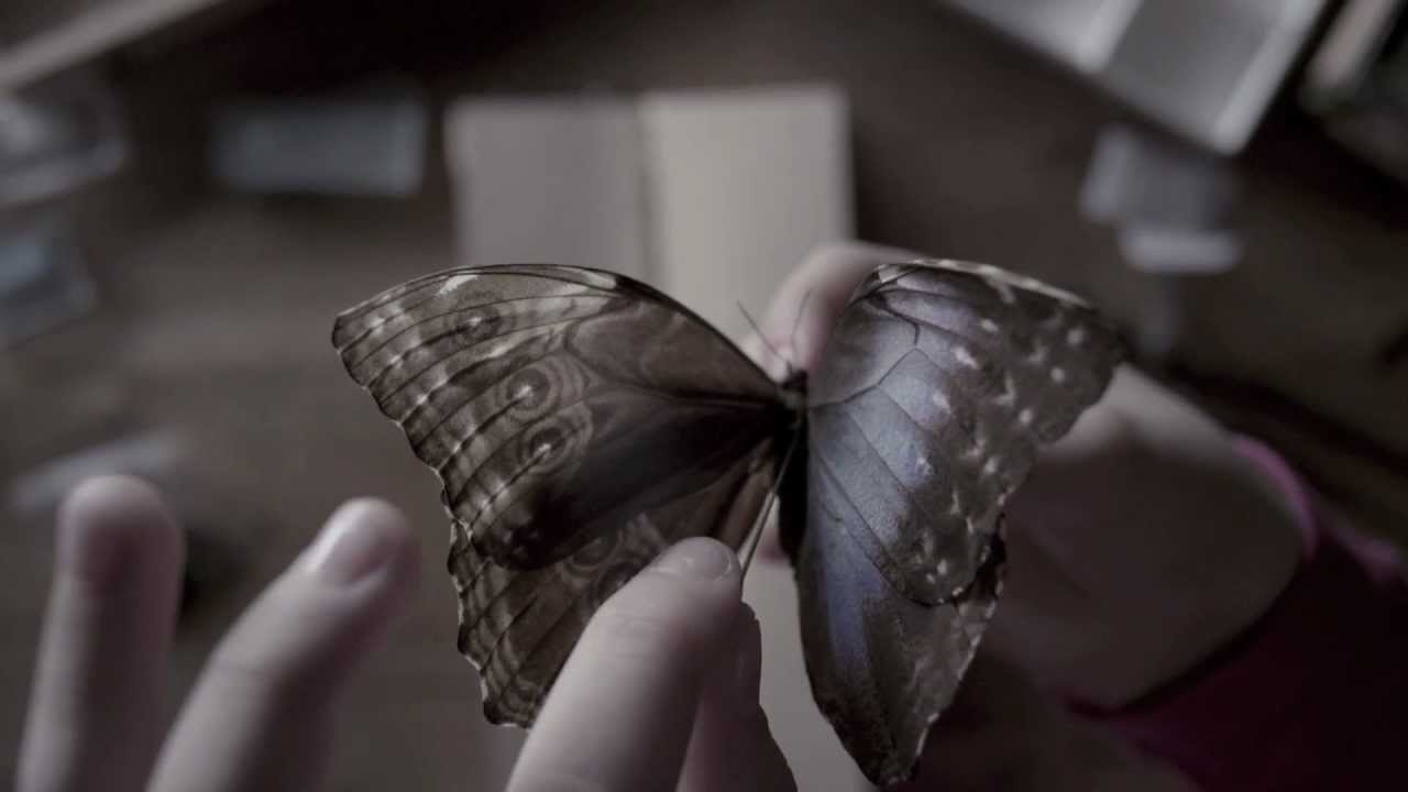 The Butterfly Room - Teaser