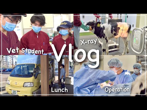 【Vlog】獣医学生の1日🌱麻布大学|産業動物臨床実習|A Day in The Life of a Vet Student