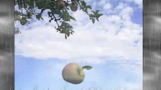 Apples - Matty P