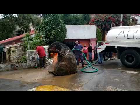 Workers in Mexico City discover 'Giant Rat' while cleaning underground drainage system # Rat #Mexico