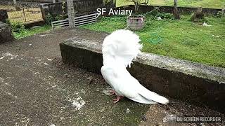 preview picture of video 'SF Aviary,  Chalakudy,  Kerala,  India'