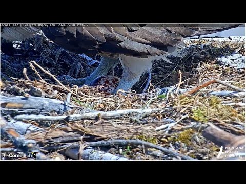 Hellgate Iris Lays 2nd Egg SLO MO 2020 05 08 1115
