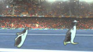 OMG Can't believe it!!! PENGUIN USAIN BOLT: The fastest penguin on the planet.