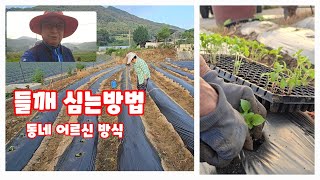 들깨 심기 심는방법 시기 동네 어르신 방식 [들깨재배방법]