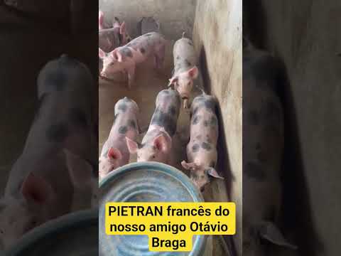 PIETRAN francês do nosso amigo Otávio Braga no município de Santa Quitéria Ceará.#suinocultura
