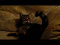 Cat Hisses And Fights It S Own Tail