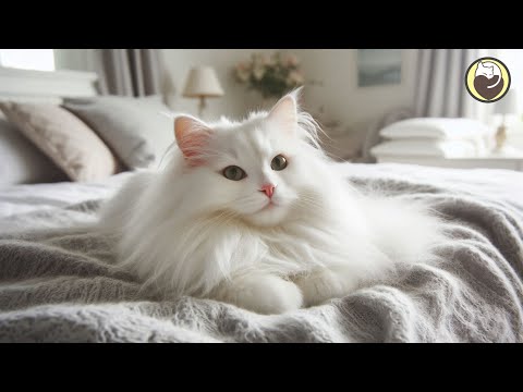 Cat Music - Peaceful Harp Music that Cats Love 24/7