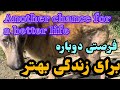 کمک کنیم برای فرصتی دوباره ،برای آرامش سگهای بی پناه 🦮🐾🐕‍🦺🐾🐕🐾 dogs puppy animals