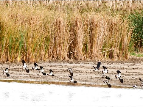 Kiebitz e im Flug     (Vanellus vanellus) _ Vogelbeobachtung