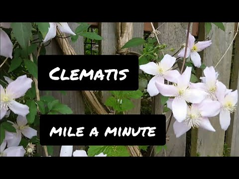 Grow Clematis Montana (mile a minute) a great climbing plant with exquisite and abundant flowers!