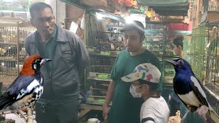 Download lagu Dulu Burung ini Gak Laku Sekarang Paling Di Cari mp3 Download lagu Dulu Burung ini Gak Laku Sekarang Paling Di Cari mp3