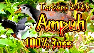 Download lagu SUARA PIKAT RUAK-RUAK PILIHAN AMPUH 2026 mp3