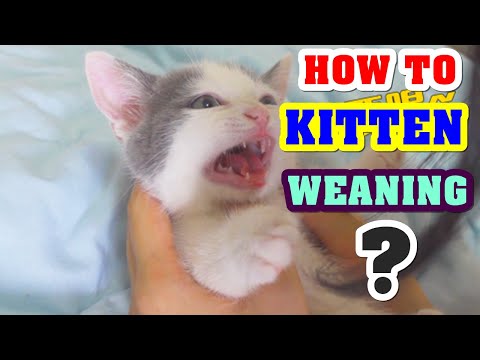 #83 cat life|| How do kittens feel when weaning begins ?