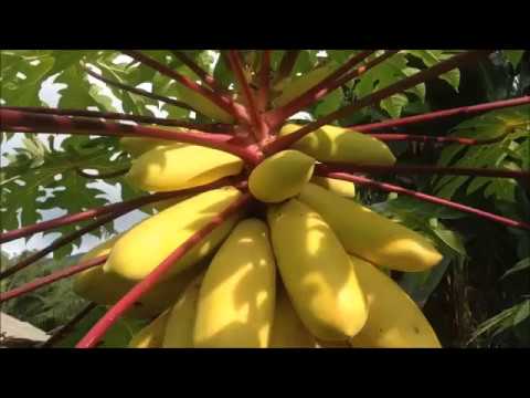 มะละกอสีเหลืองทอง - Golden Papaya Seeds