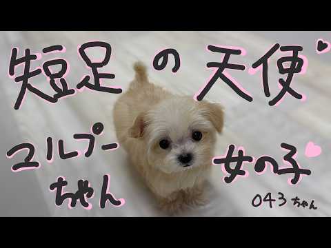 YouTube動画のサムネイル