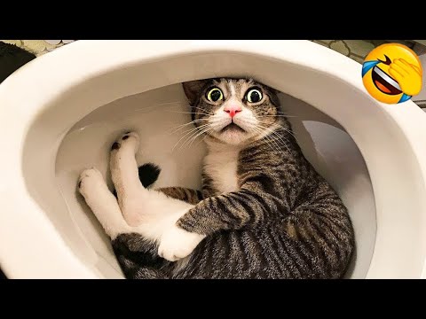 Funniest Animals 😅 New Funny Cats and Dogs Videos 😹🐶 Part 3