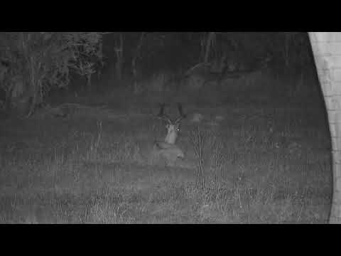 Djuma: Impala ram still resting in open area - 03:10 - 11/05/21