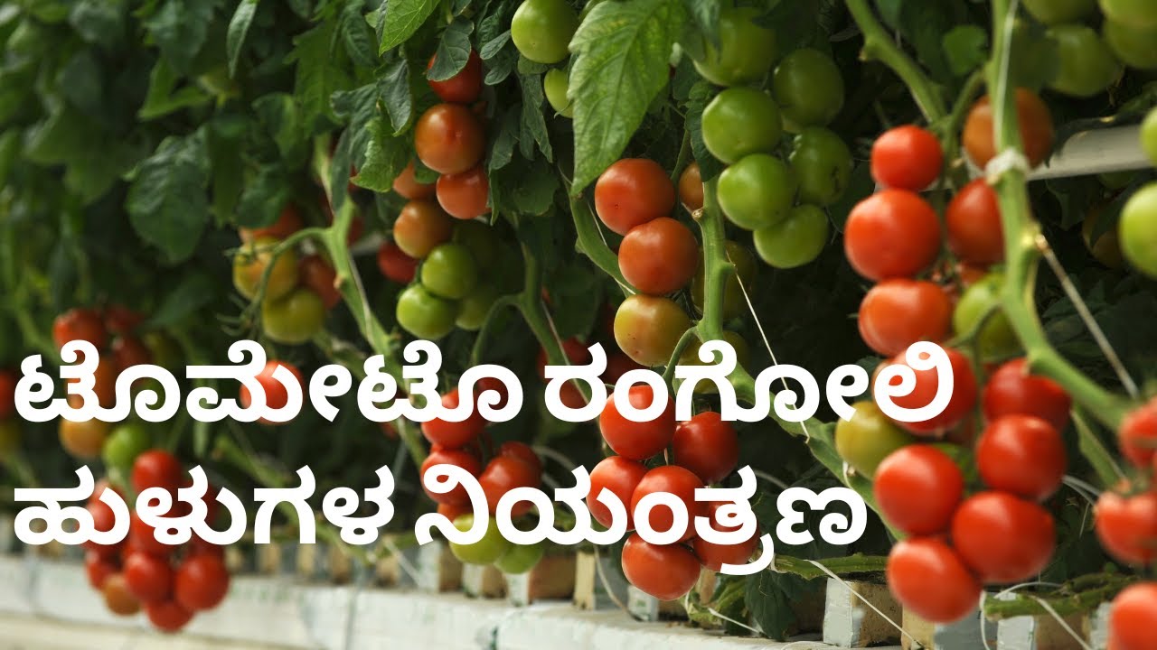 ರಂಗೋಲಿ ಹುಳುಗಳ ನಿಯಂತ್ರಣ | Tomato Leaf Miner | Control and Treatment