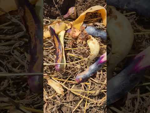 オークリーフレタス 植物