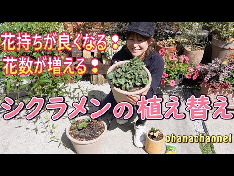 鉢植えのシクラメン:植えるか植えないか? 植物