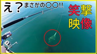 【衝撃】サヨリを泳がせたらまさかの高級魚〇〇が丸飲みしてきた!!(泳がせ釣り・海釣り・陸釣り・ニュージーランド・的鯛・にこよこ)
