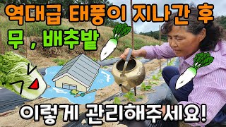 무, 배추밭 태풍대비 어떻게 관리할까요? - radish cabbage