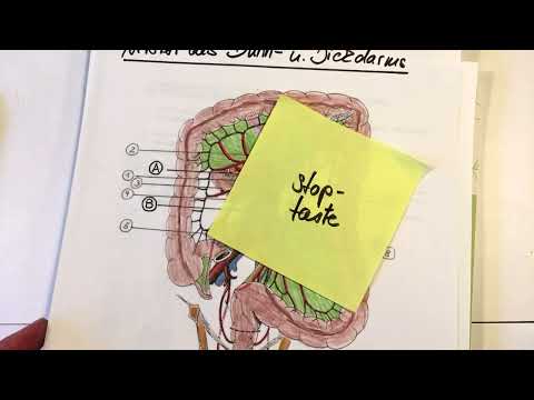 topoabd_7  Arterien des Dünn- u Dickdarms