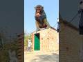 Hanuman Chalisa Fast Najim Ali Vfx Tseries Hanumanchalisa Shortsfeed
