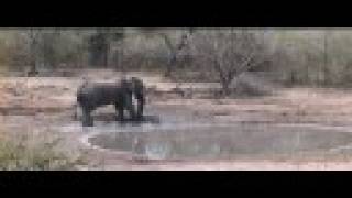 preview picture of video 'nyala and elephant sharing waterhole'
