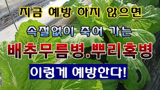 [텃밭농부 1,672]  한번 걸리면 속절없이 죽어가는 배추무름병. 뿌리혹병 이렇게 예방한다. #배추재배 #…