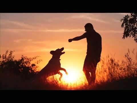 A Brief History of Dogs - narrated by Sarah Lynn Dawson