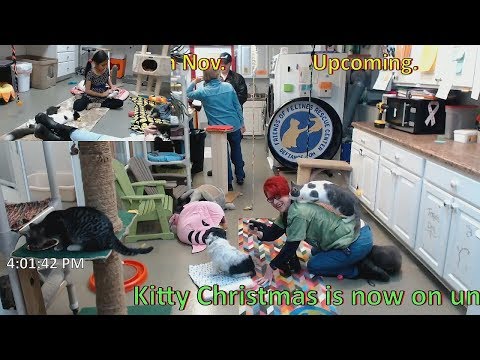 Stan's 20181121 Elsie climbing over visitor