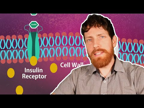 Ending Carb Fear: How Animal Fat Causes Diabetes